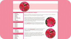 Pink Gerber Daisy Template