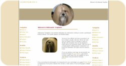 Lhasa Apso Template