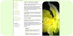 Yellow Orchid Template