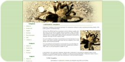 Hairy Spider Template