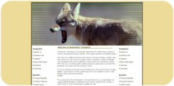 Wild Coyote Template
