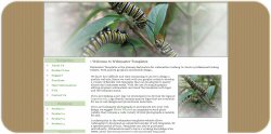Monarch Caterpillar