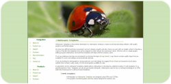 Lady Bug Template