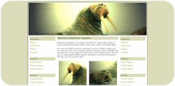 Walrus Template