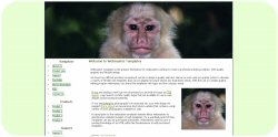 Cute Monkey Web Template