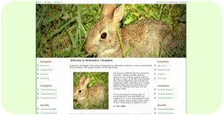 Bunny Rabbit Web Template