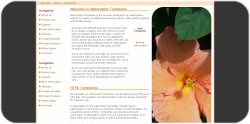 Peach Hibiscus Template