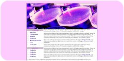 Petri Dishes Template